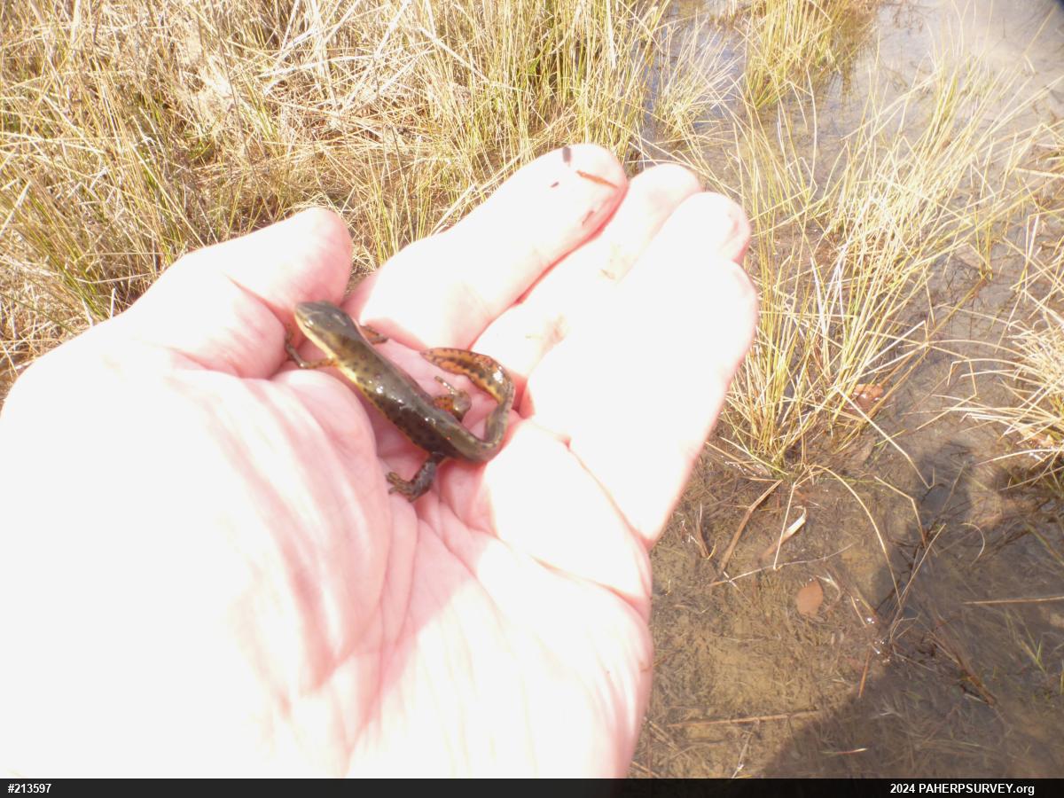 Red-spotted Newt
