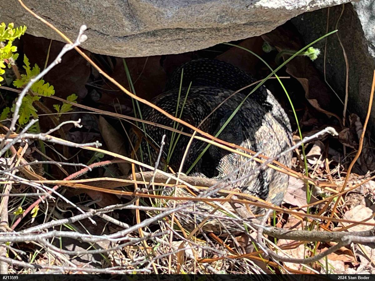 Timber Rattlesnake