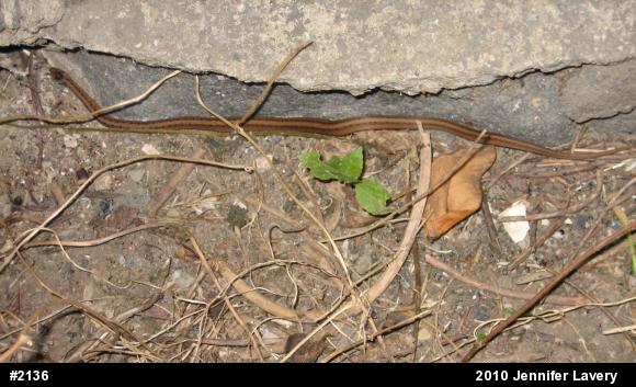 Dekay's Brownsnake
