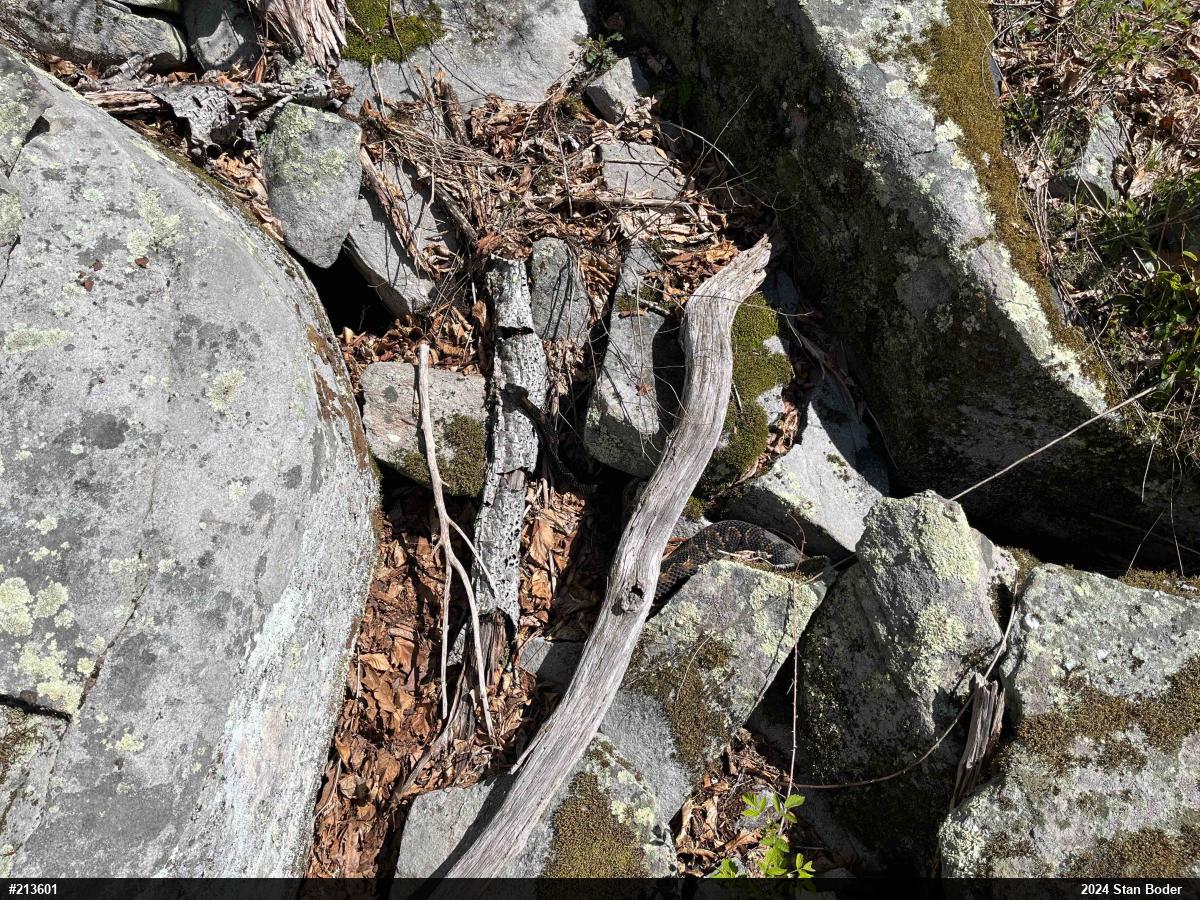 Timber Rattlesnake