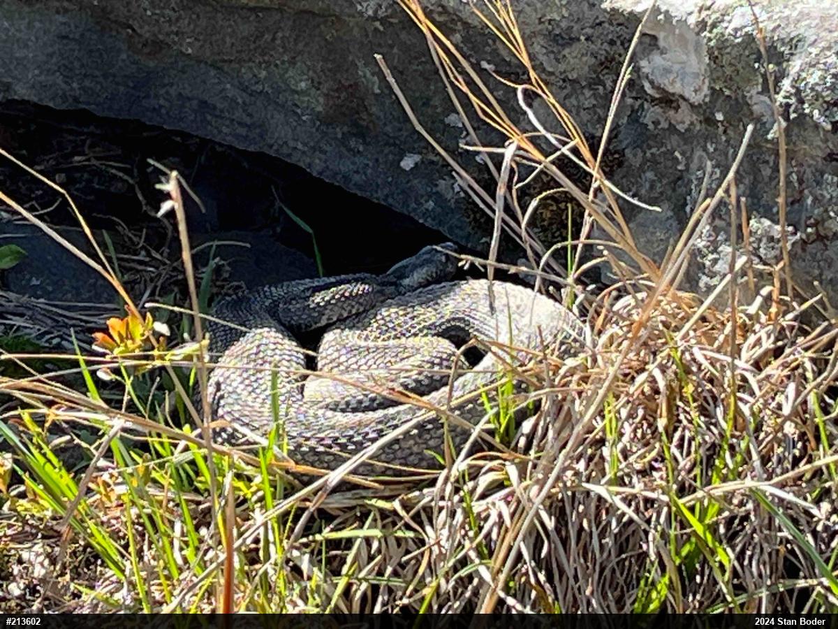 Timber Rattlesnake