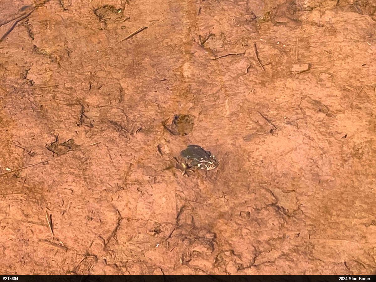 Eastern American Toad