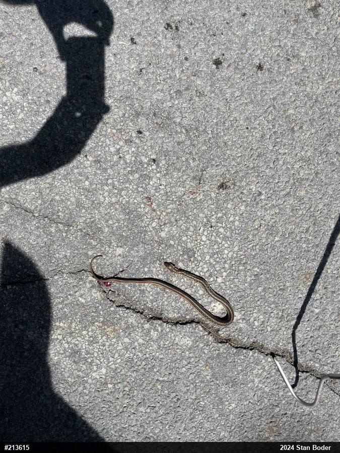 Eastern Gartersnake