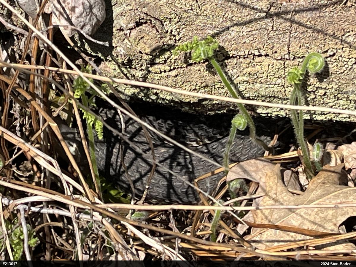 Timber Rattlesnake