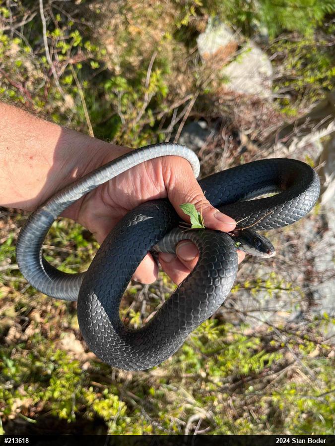 Northern Black Racer