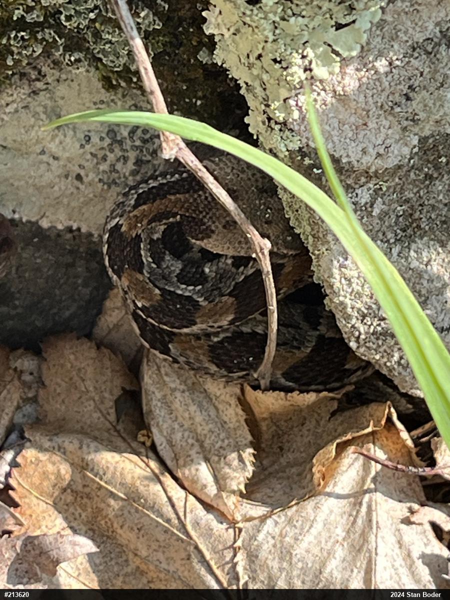 Timber Rattlesnake