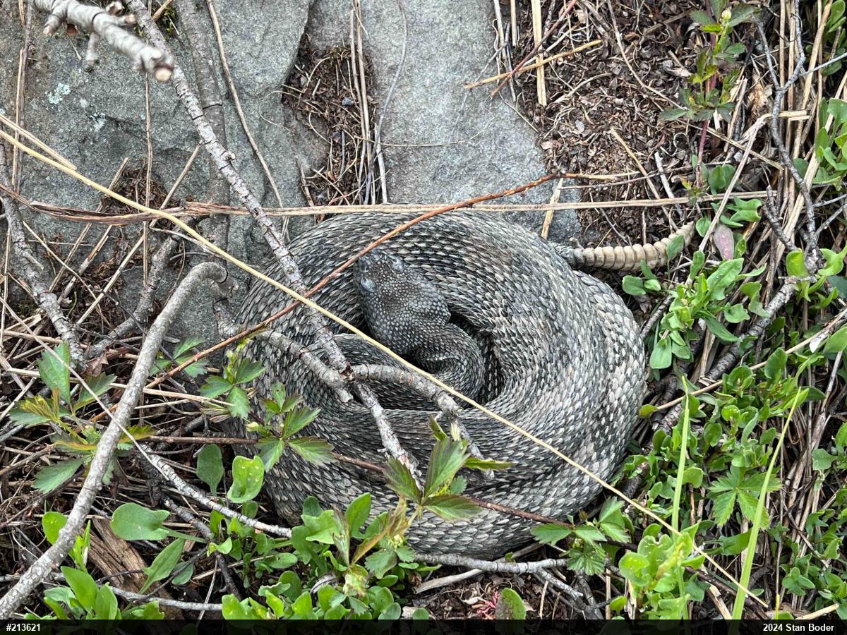 Timber Rattlesnake