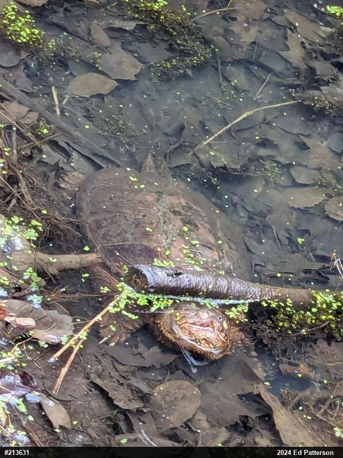 Snapping Turtle
