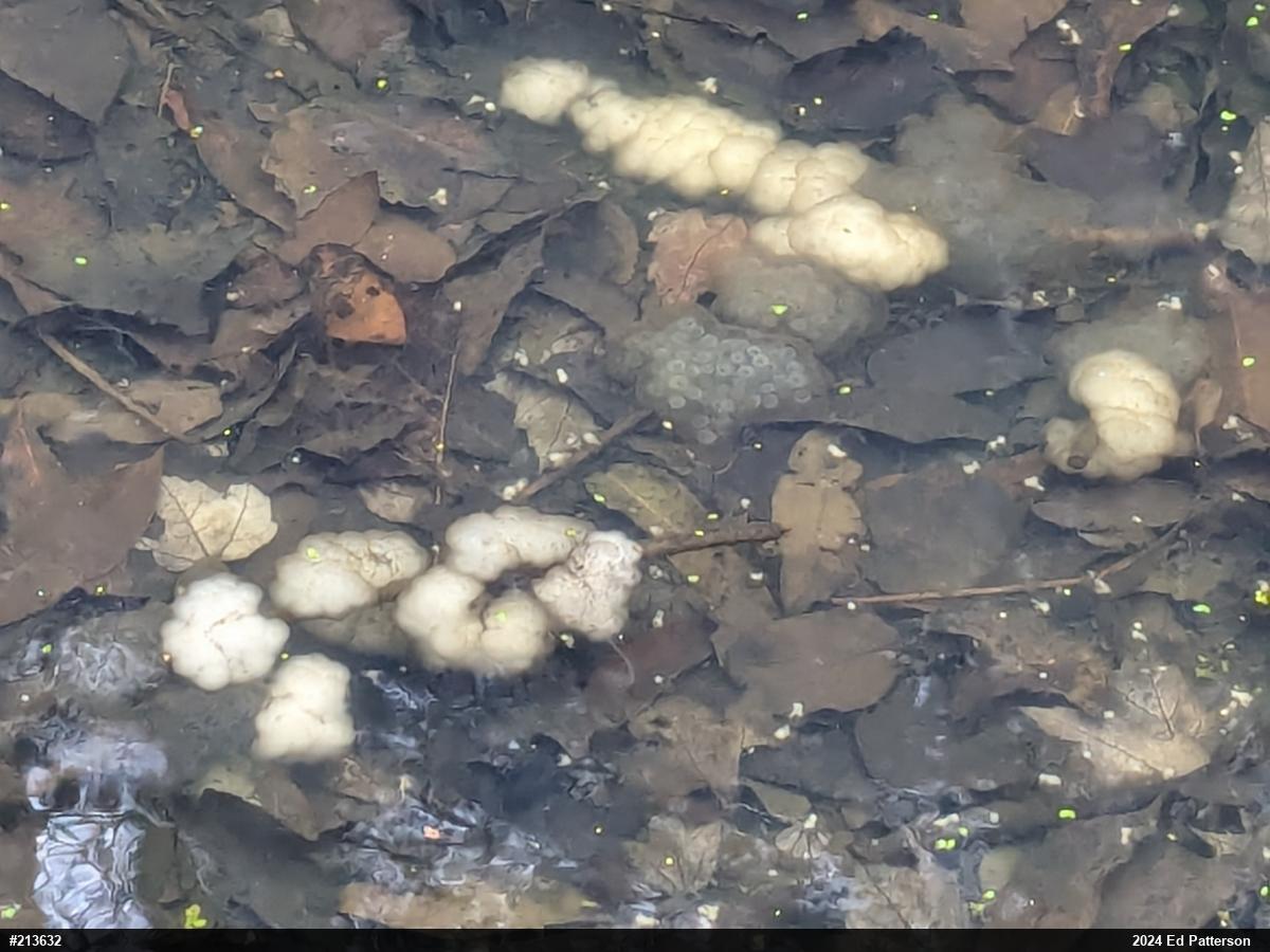 Spotted Salamander