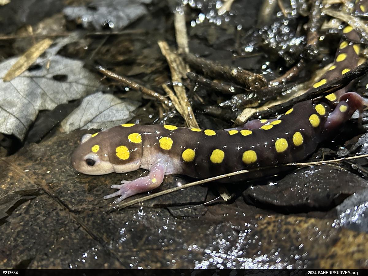 Spotted Salamander