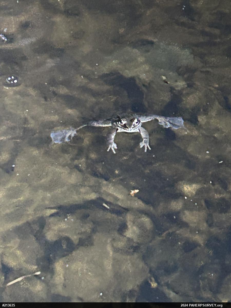 Wood Frog