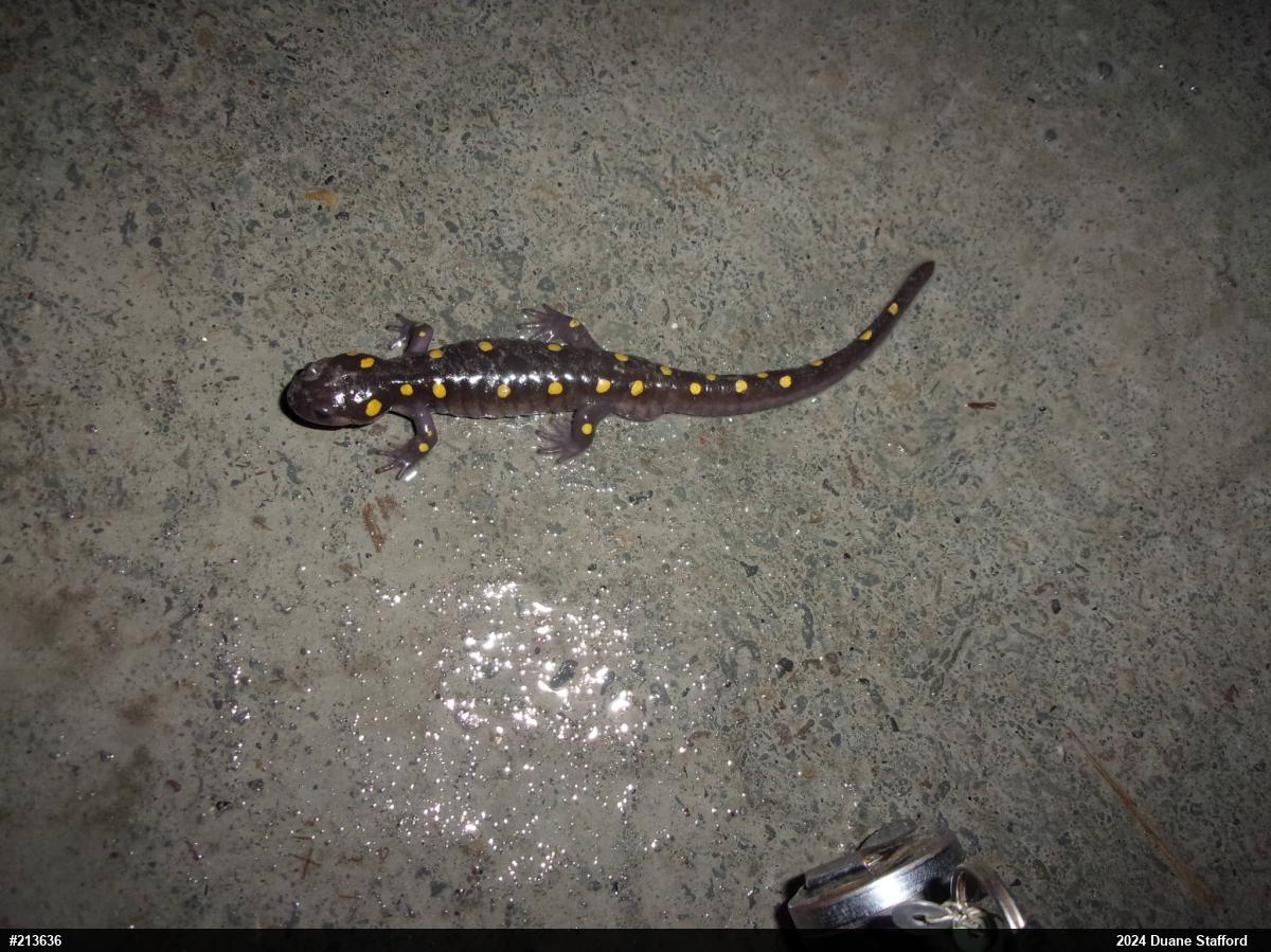 Spotted Salamander