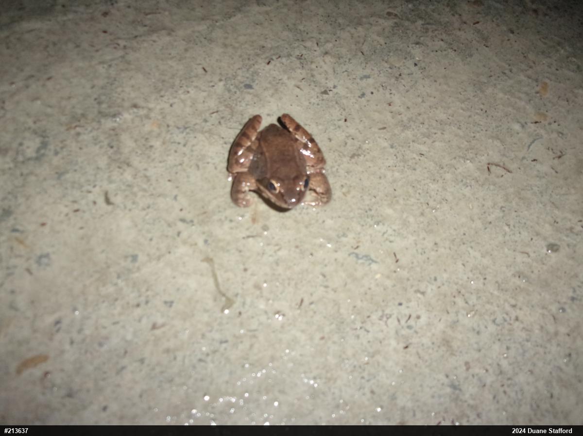 Wood Frog