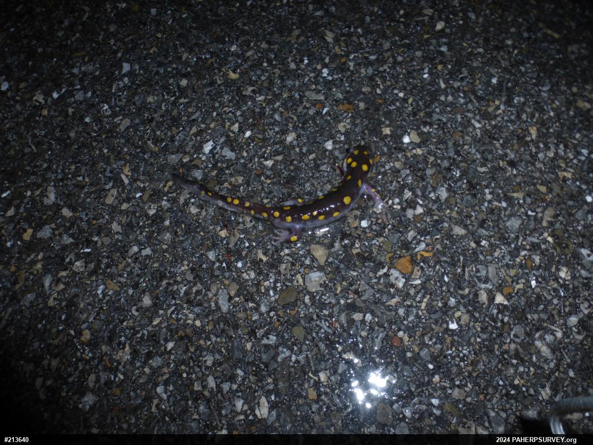 Spotted Salamander