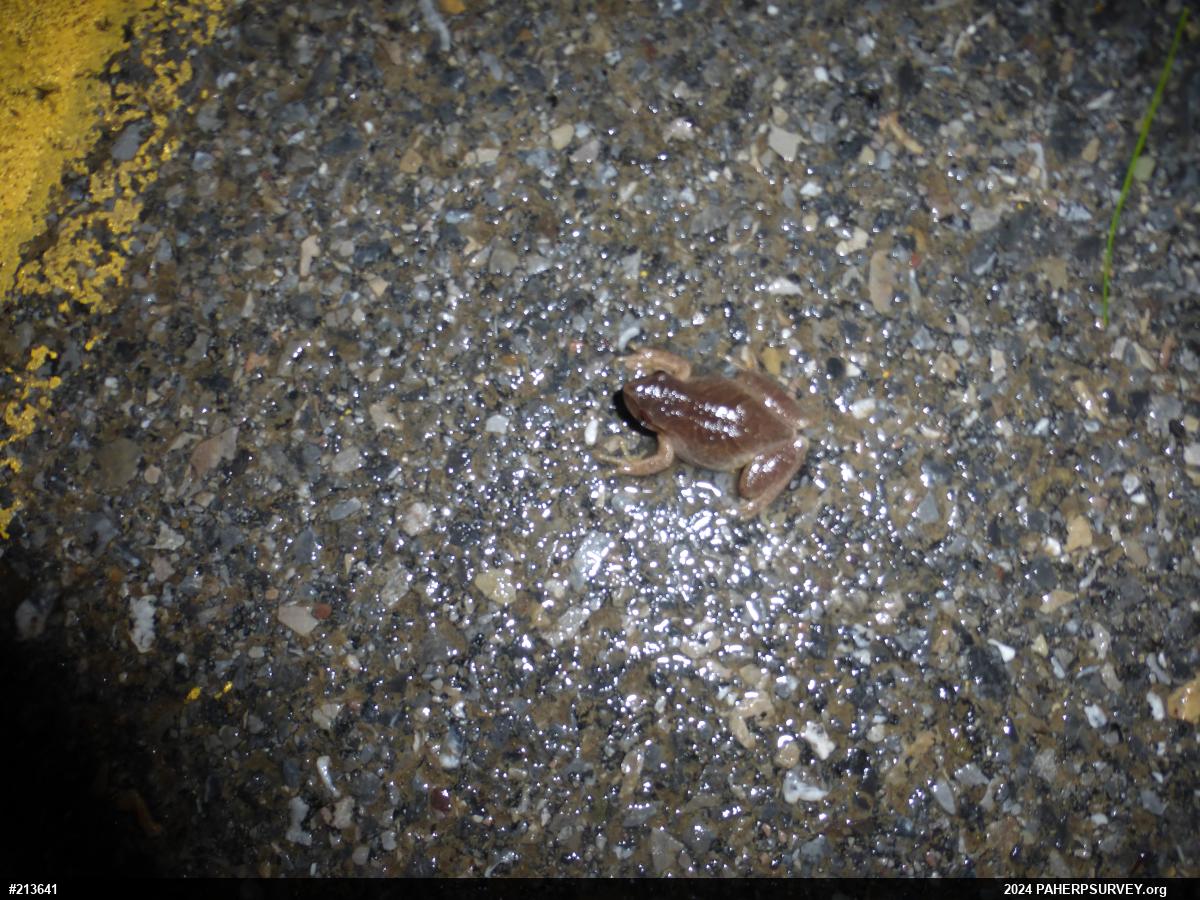Spring Peeper