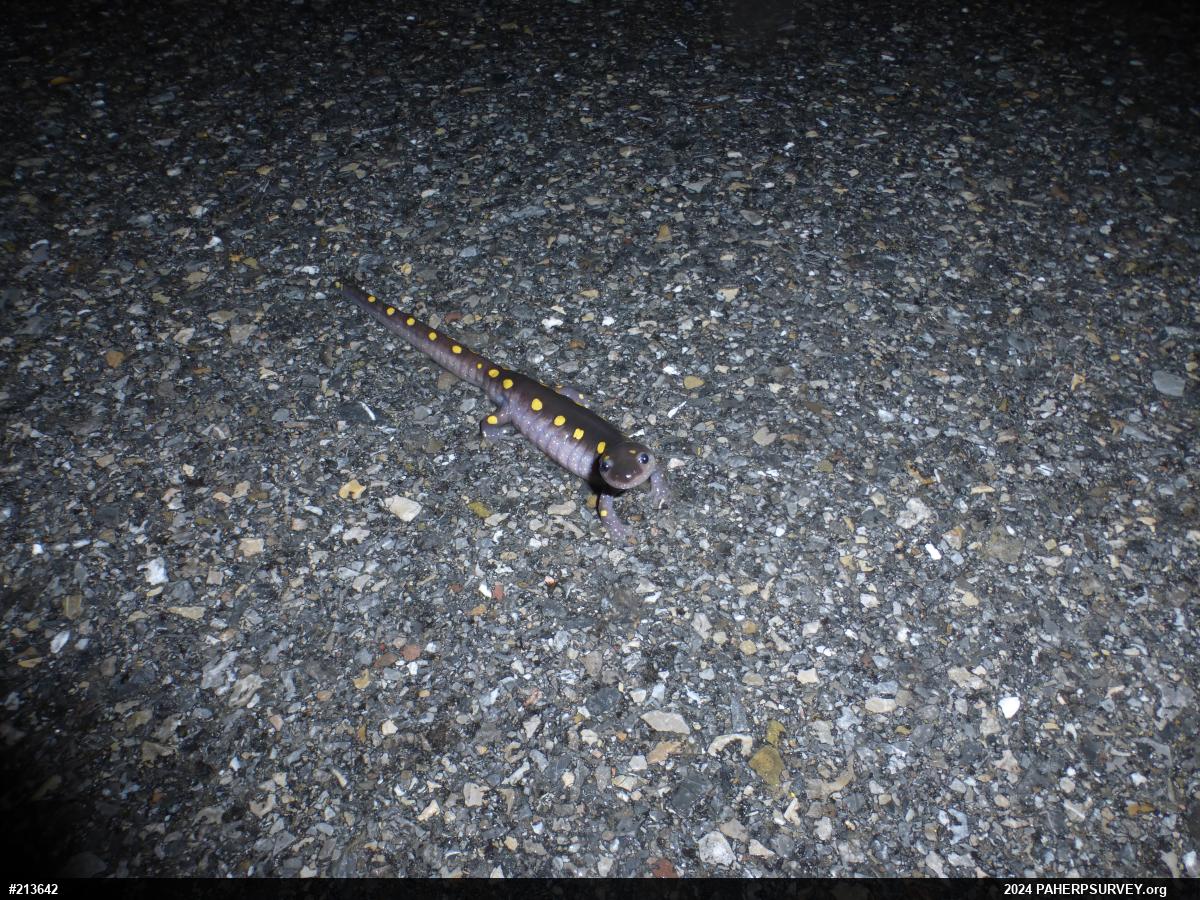 Spotted Salamander