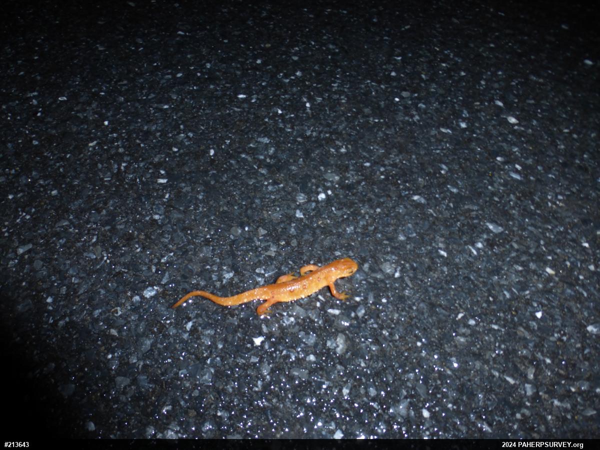 Red-spotted Newt