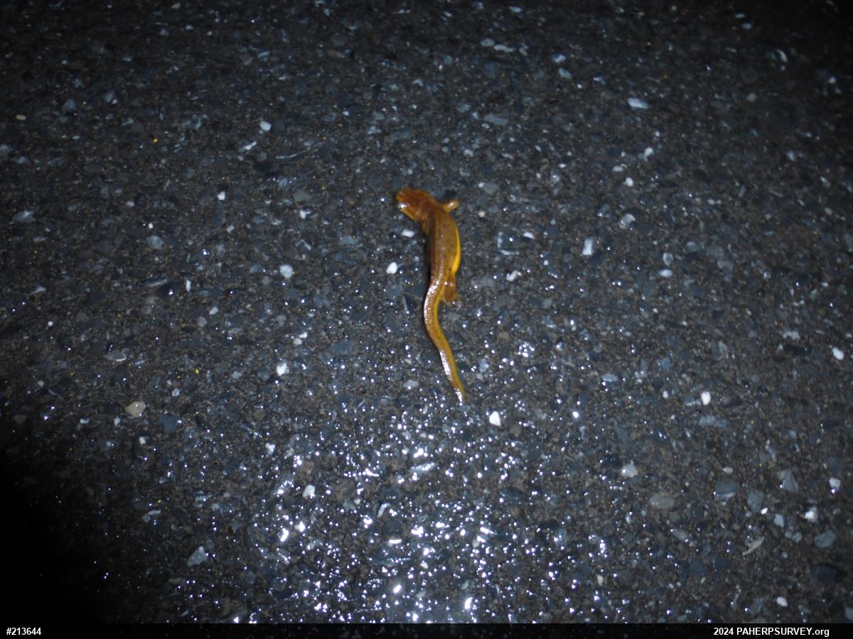Red-spotted Newt