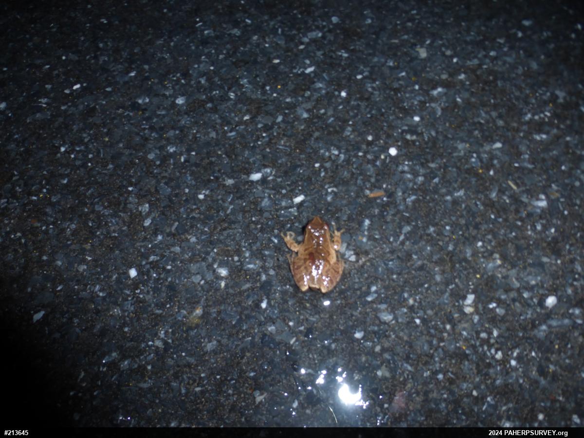 Spring Peeper