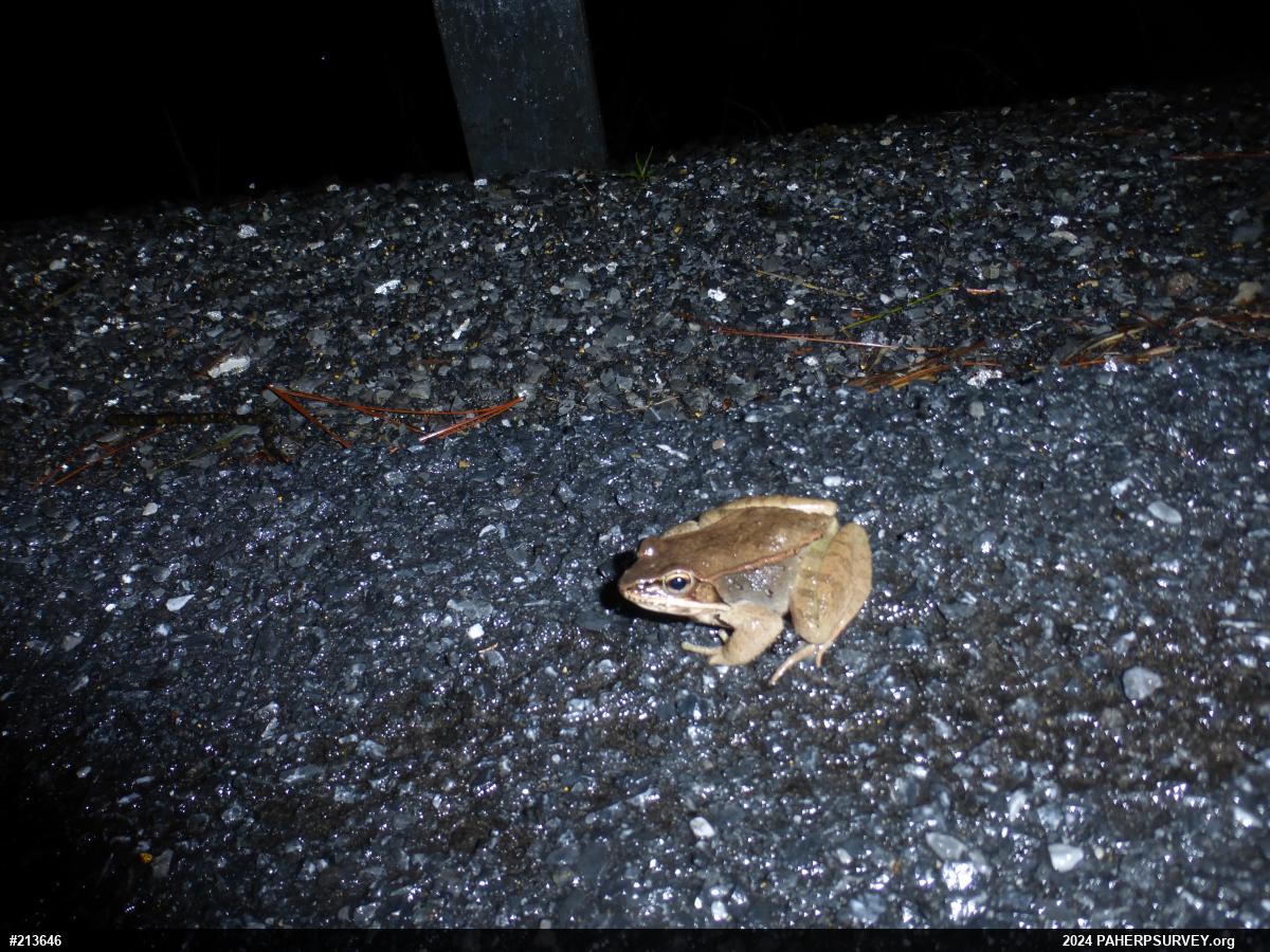 Wood Frog