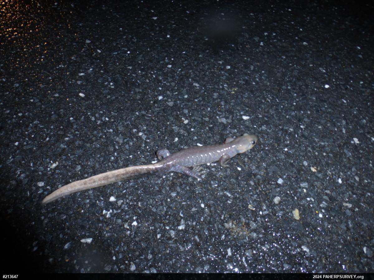 Jefferson Salamander