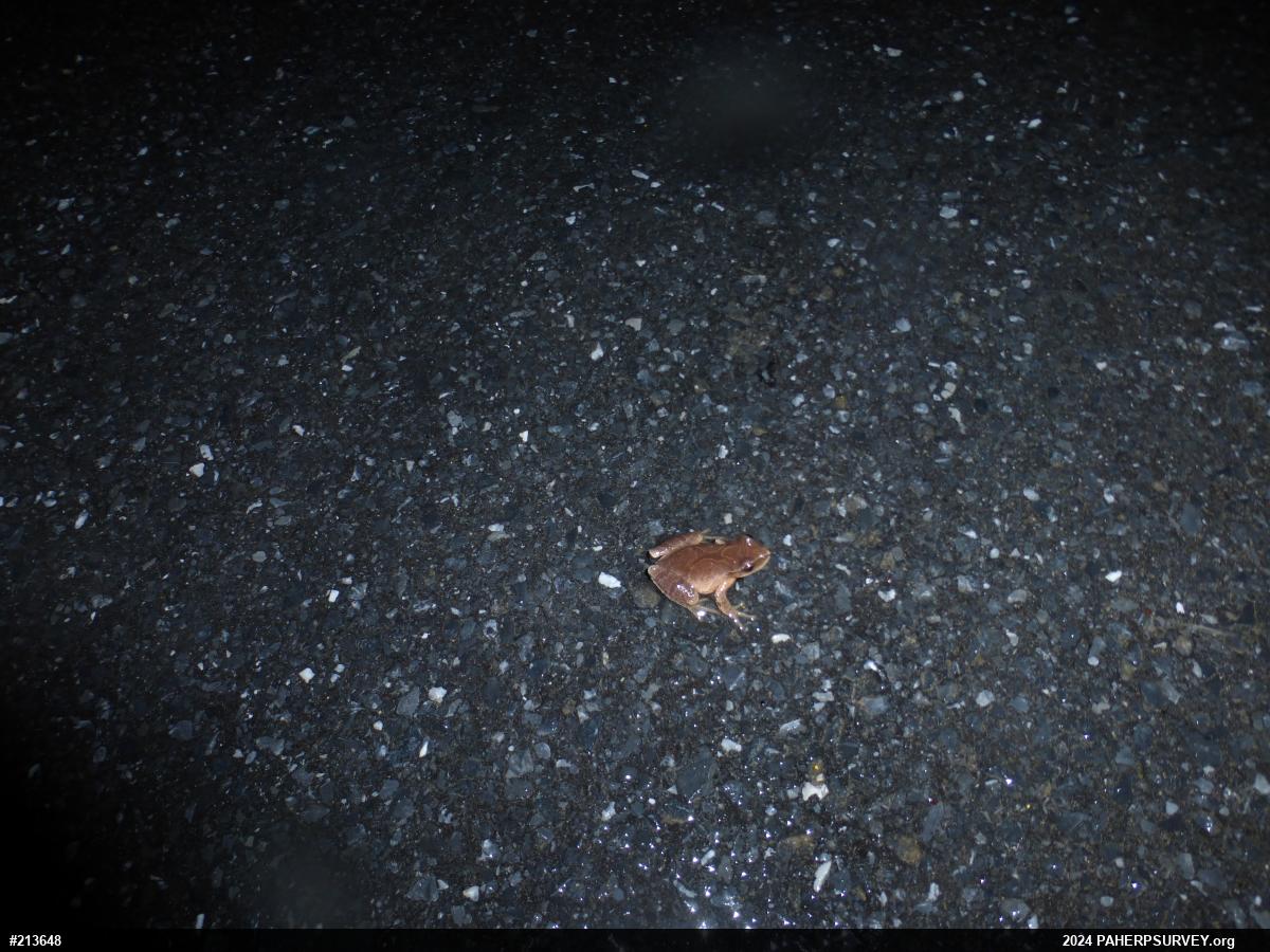 Spring Peeper
