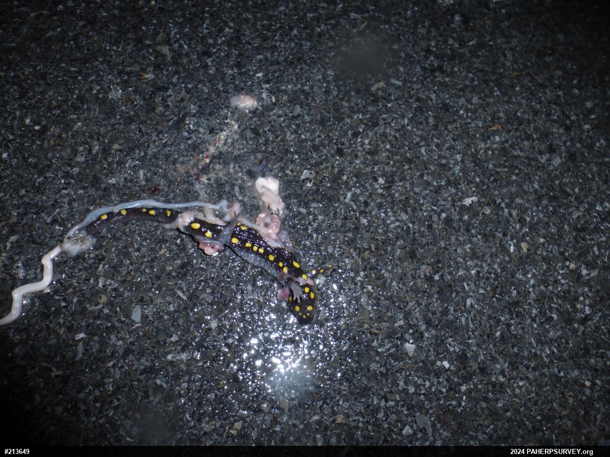 Spotted Salamander