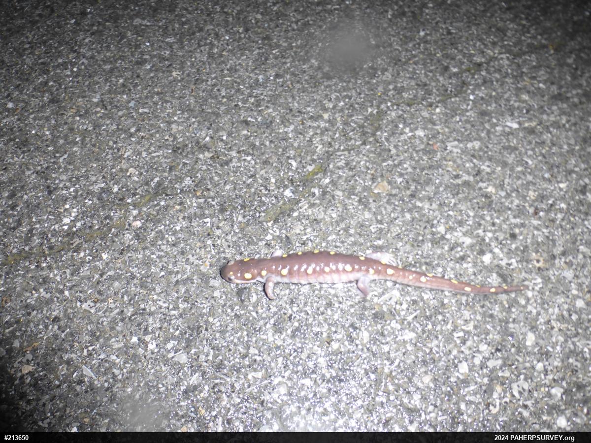 Spotted Salamander