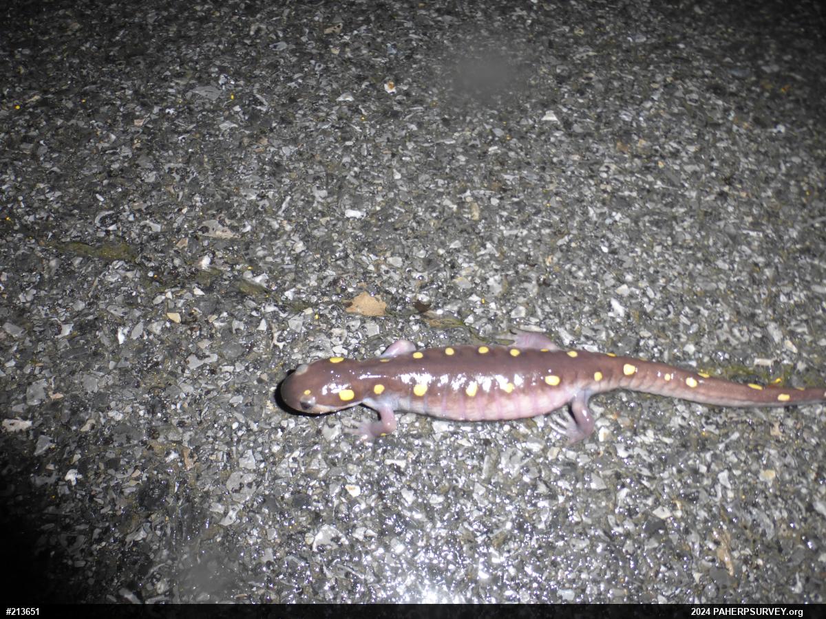 Spotted Salamander