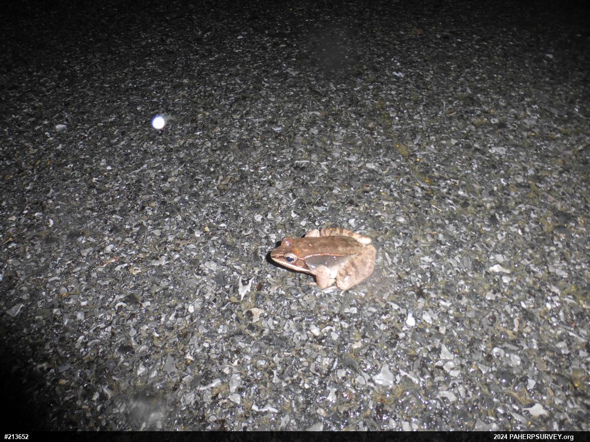 Wood Frog