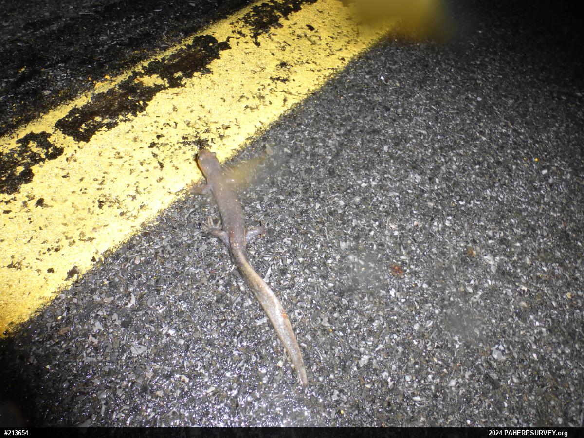 Jefferson Salamander