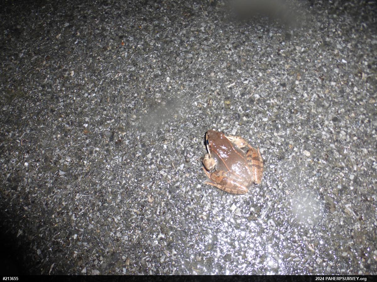 Wood Frog