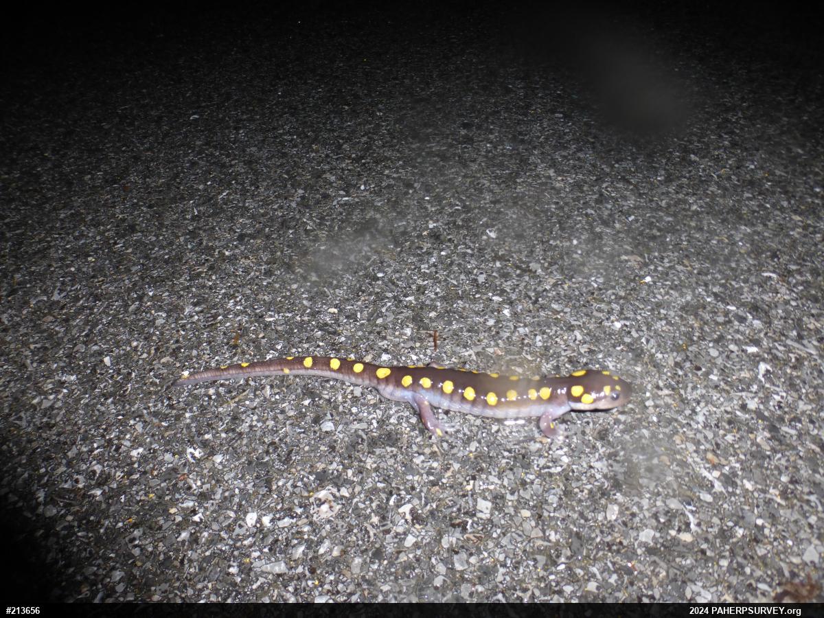 Spotted Salamander