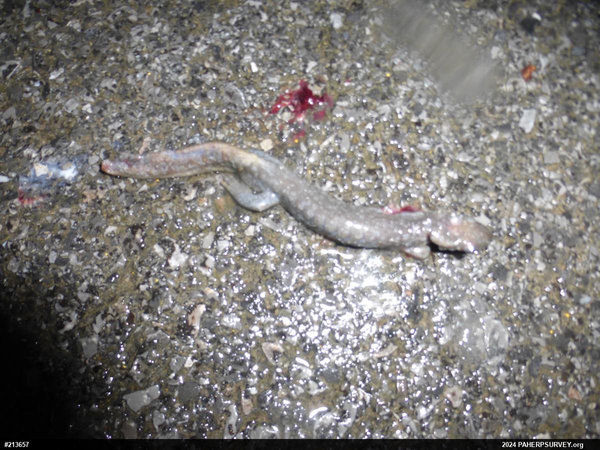 Jefferson Salamander