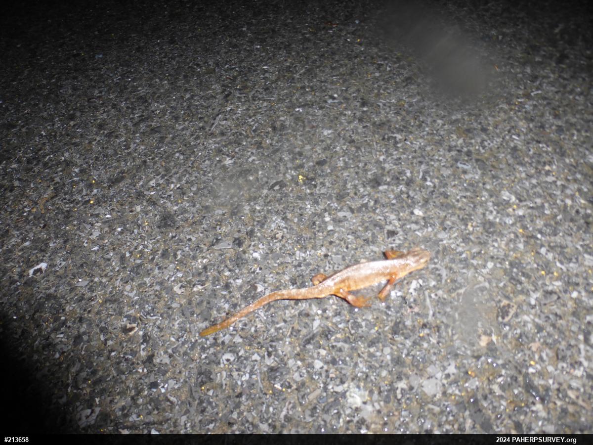 Red-spotted Newt