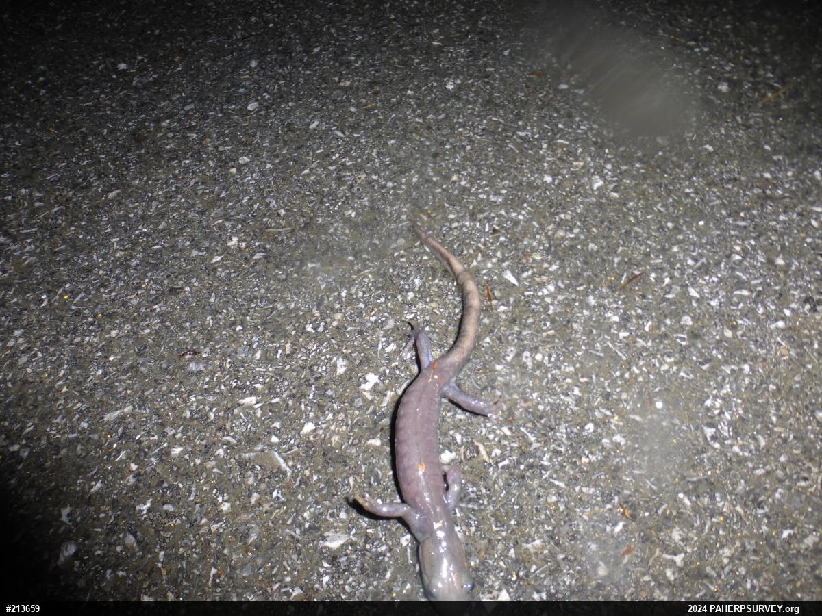 Jefferson Salamander