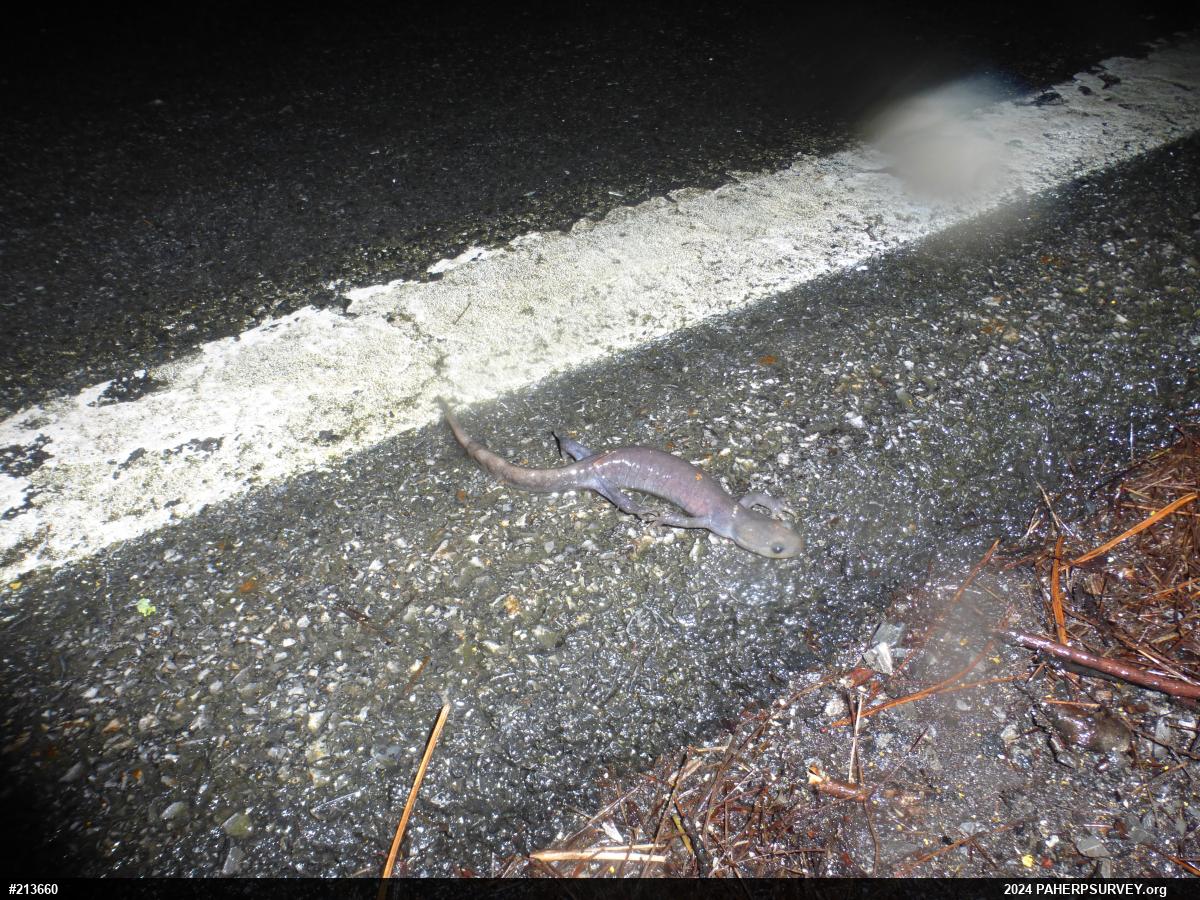 Jefferson Salamander