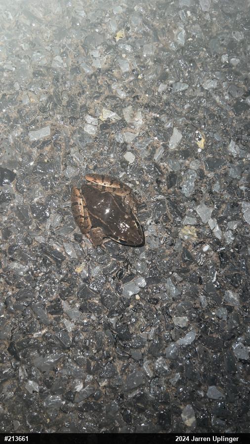 Wood Frog