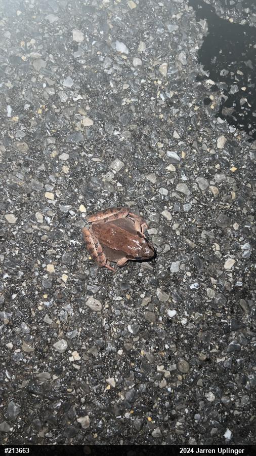 Wood Frog