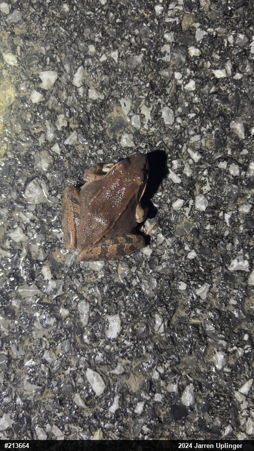 Wood Frog