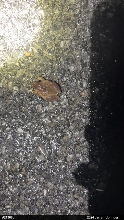 Spring Peeper
