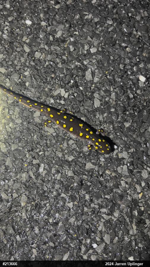 Spotted Salamander