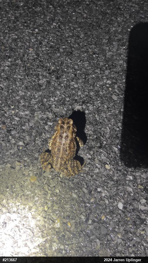 Eastern American Toad
