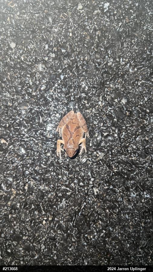Spring Peeper