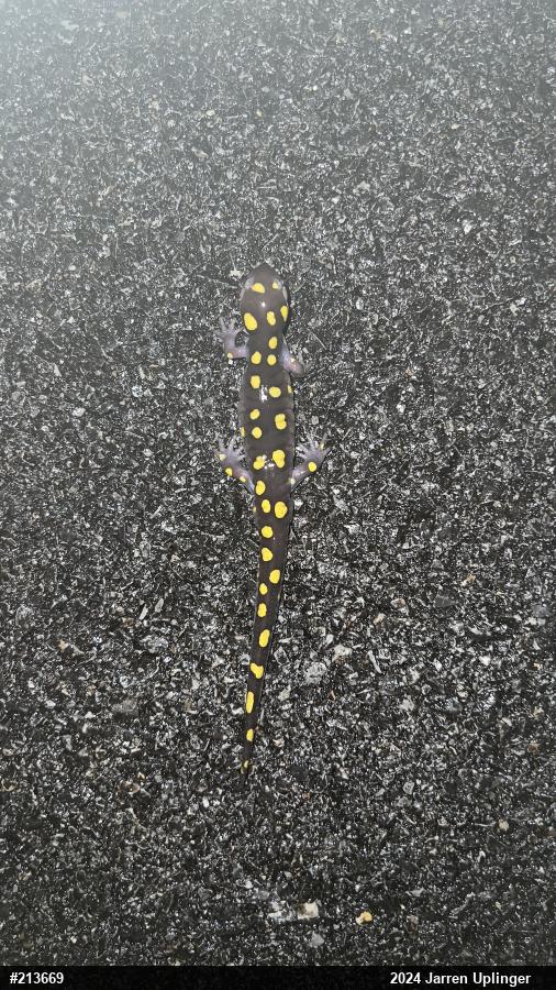 Spotted Salamander