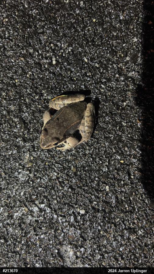 Wood Frog