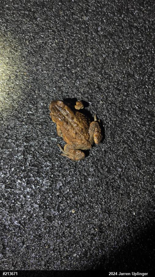 Eastern American Toad