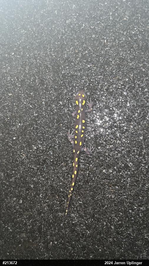 Spotted Salamander