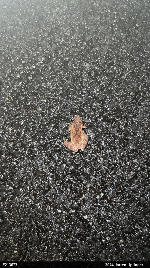 Spring Peeper
