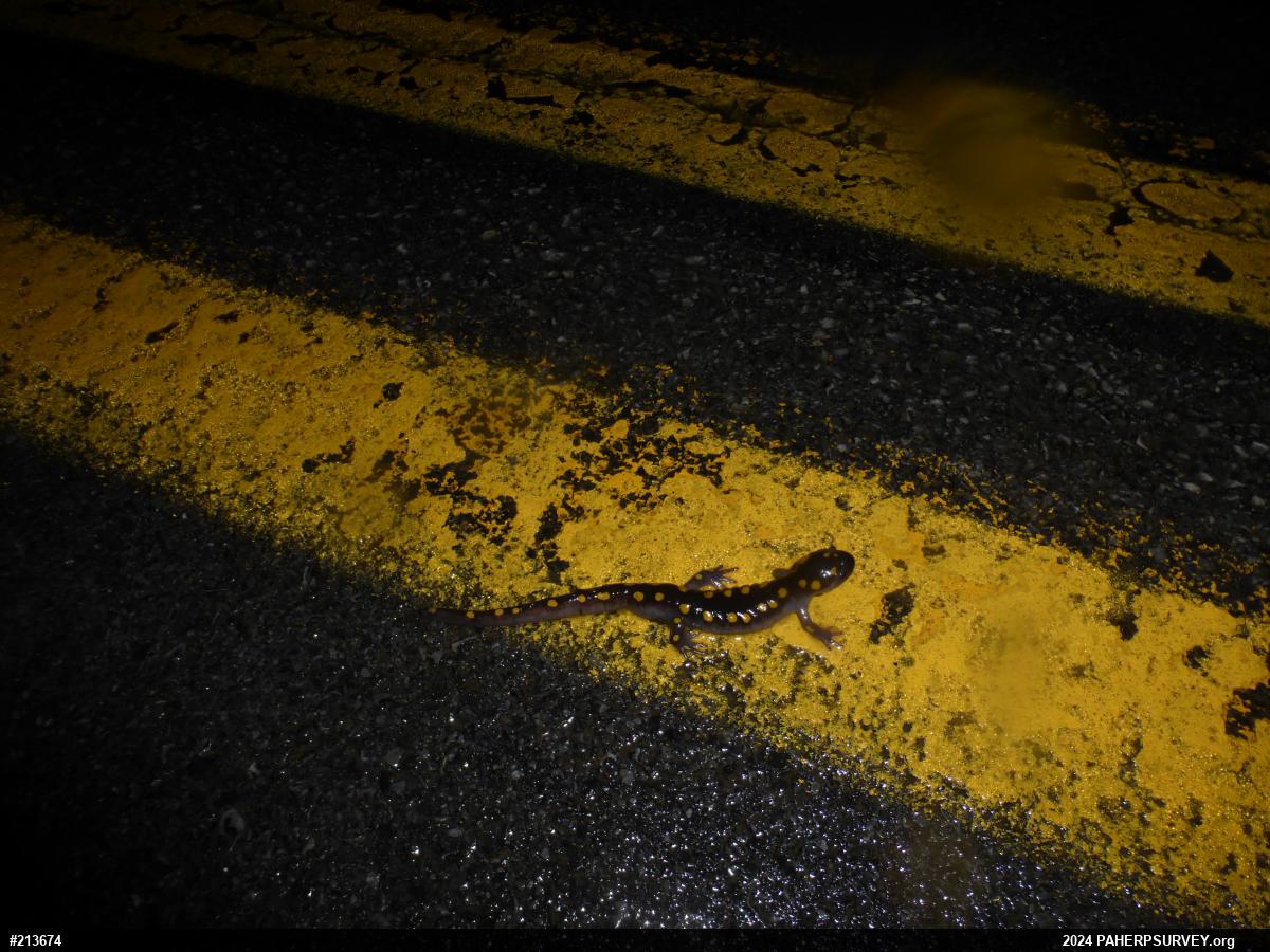 Spotted Salamander